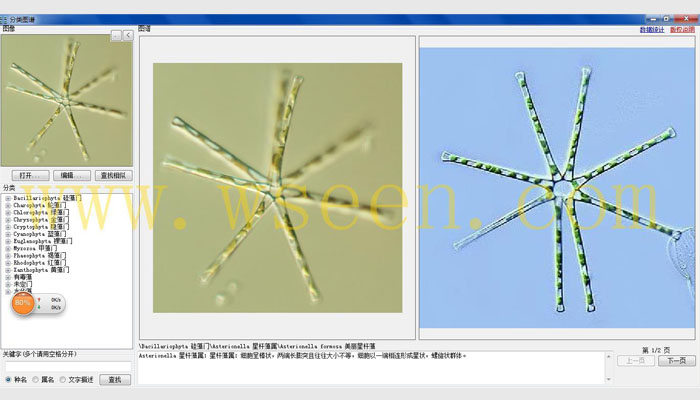 AlgaeC型浮游生物智能鑒定計數儀,藻類分析儀,藻類計數儀