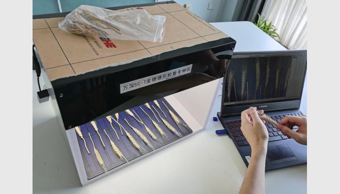 SC-T型小麥穗形粒數考種儀